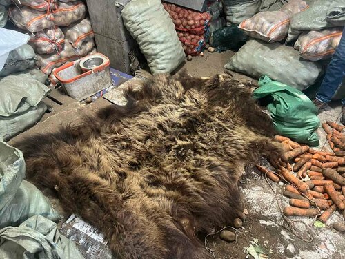 Халиун буга, хүрэн баавгайн арьс худалдахыг завджээ